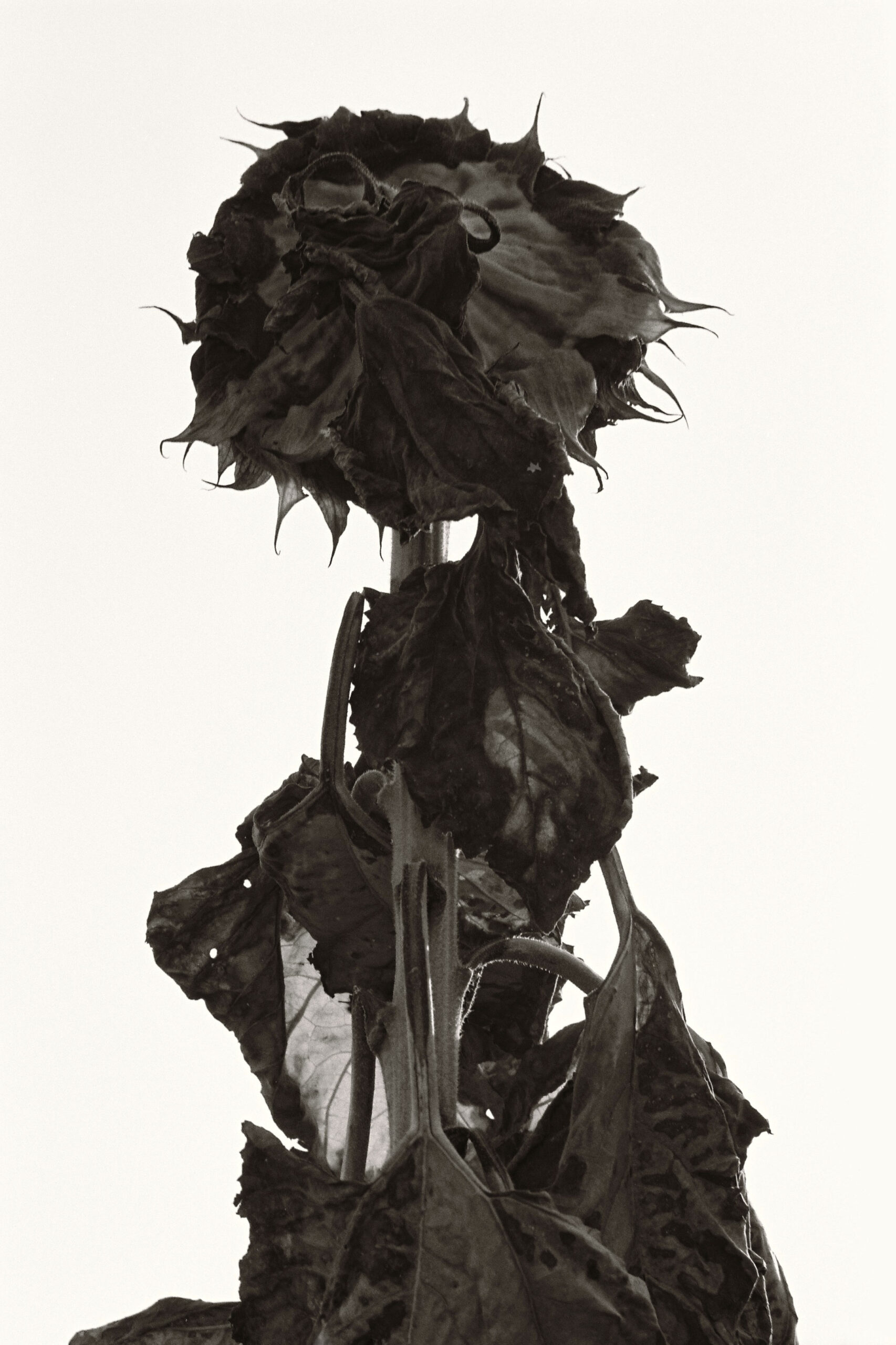 W_TOURNESOL_15