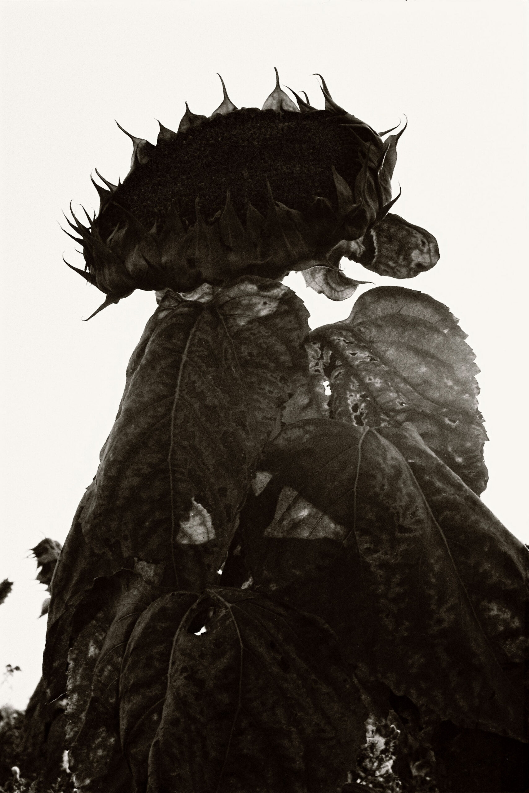 W_TOURNESOL_17