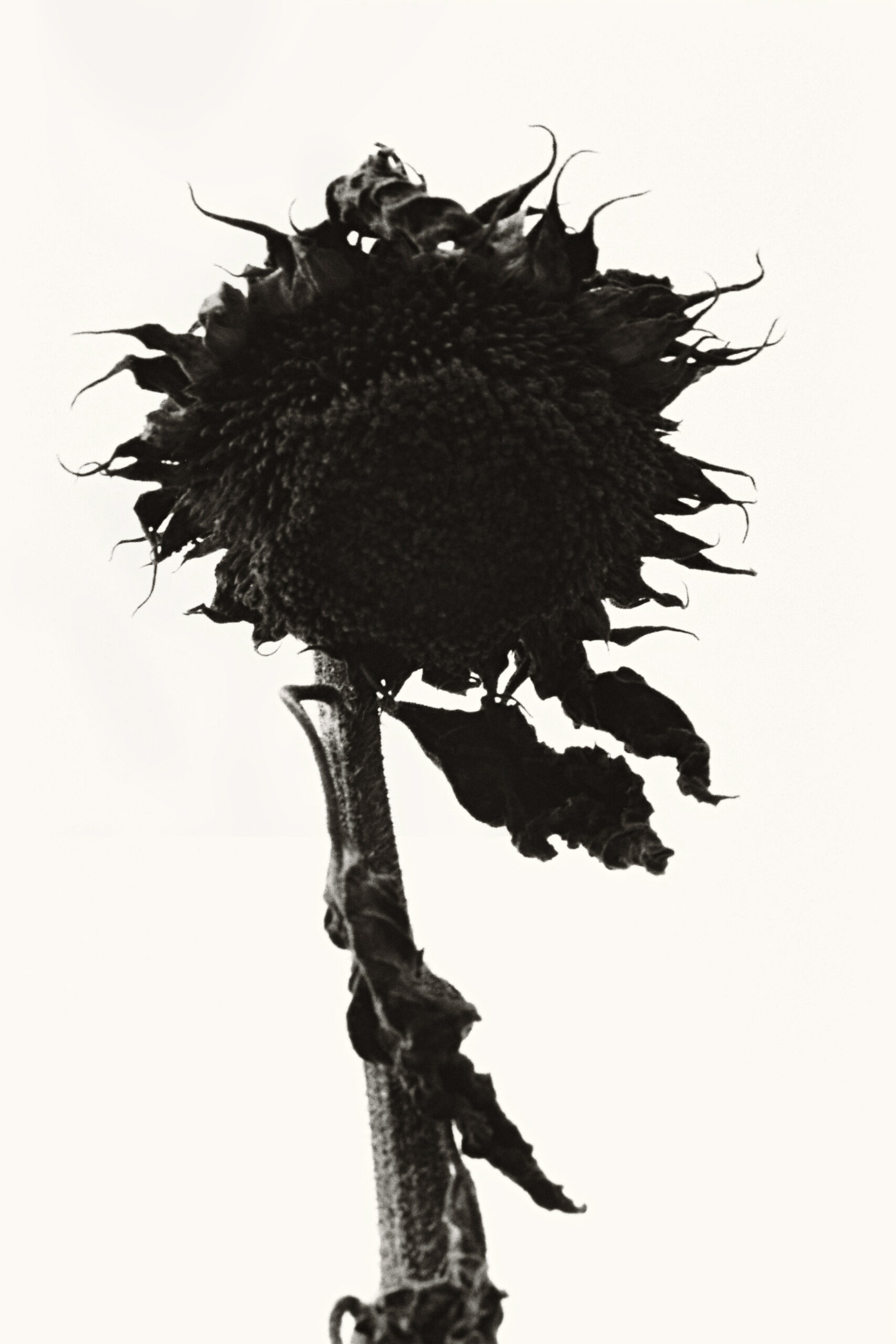 W_TOURNESOL_27